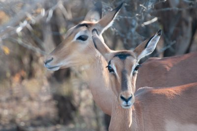 20090809084116 - Impala in Kruger National Park 