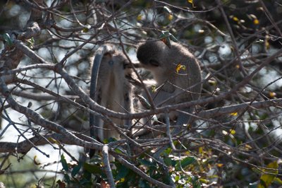 20090810022547 - Monkey Pair, Sabie River, Kruger National Park