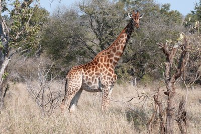 20090810043655 - Giraffe in Kruger National Park