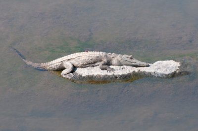 Small Crocodile on Sabie Rver