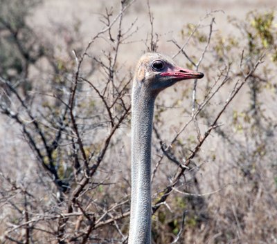 20090811055407 - Ostrich, Kruger National Park