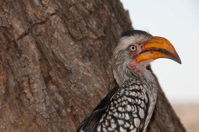 20090812053442 - Hornbill, Kruger National Park