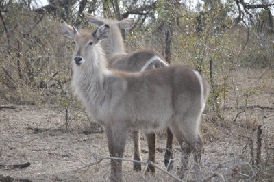 20090814012856 - Waterbuck Close-Up in Bushveld