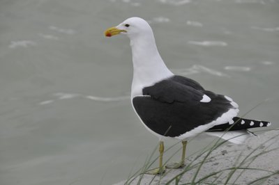20090821082145 - Kelp Gull Portrait, Plettenberg Bay