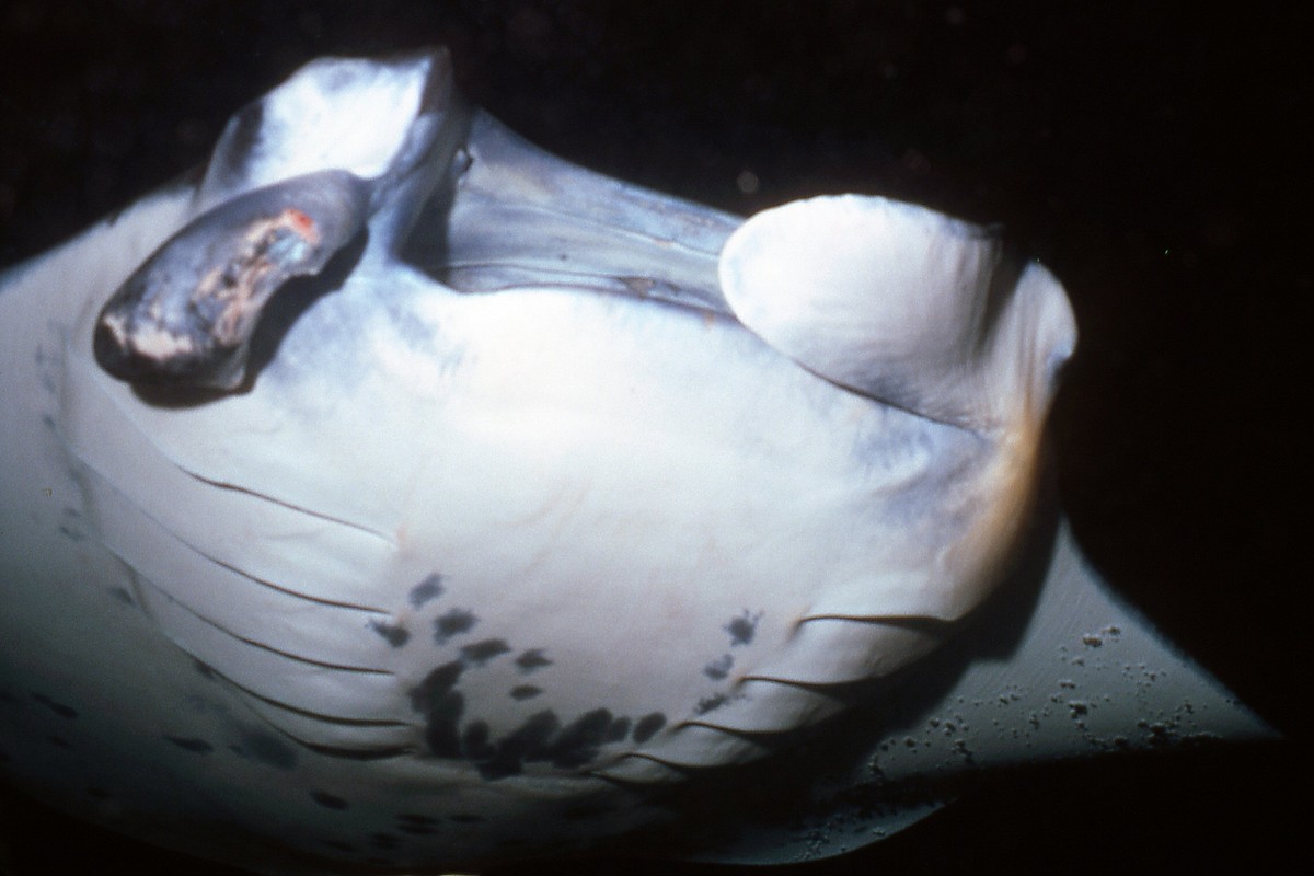 Hawaii (Oahu) Manta Ray