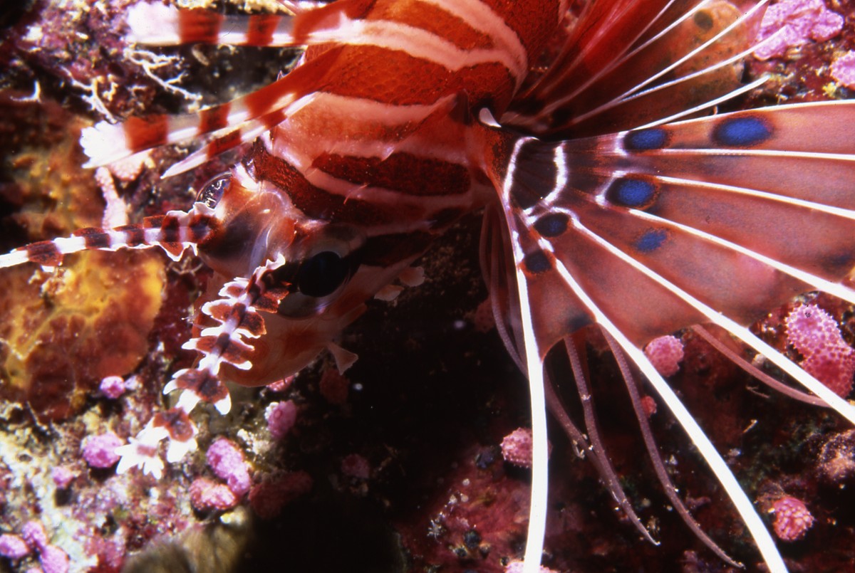 Hurghada   Lion Fish Overview