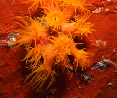Bonaire 99   Orange Cup Coral On Orange Plate Coral