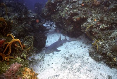 Jamaica 96   Nurse Shark Resting