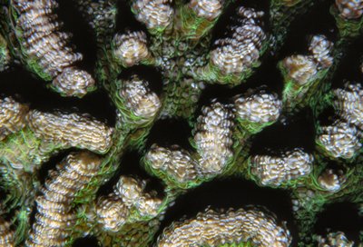 Palau   Green Coral