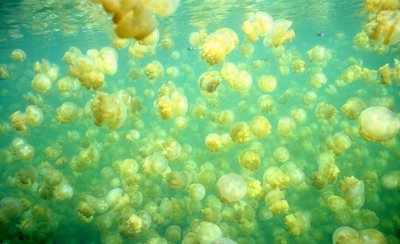 Palau   Jelly Fish Lake