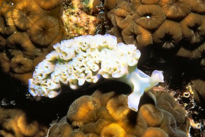 Palau   Lettuce Leaf Slug