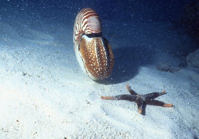 Palau   Star Fish And Nautilus